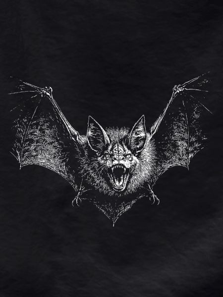 Fledermaus