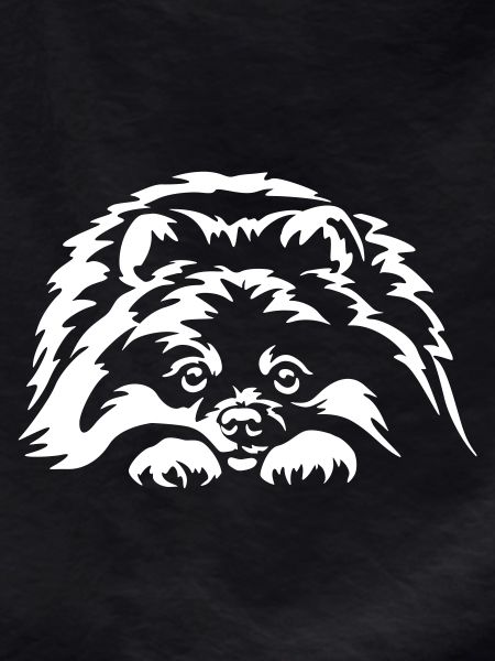 Pomeranian "Black Edition"