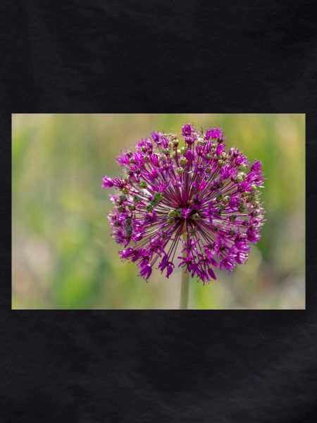 Ornamental garlic blossom - close-up