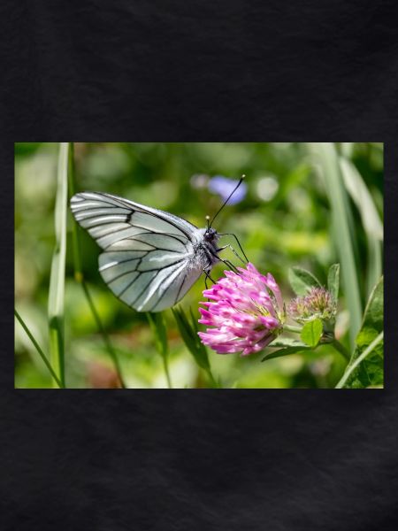 Tree White Butterfly on Blossom