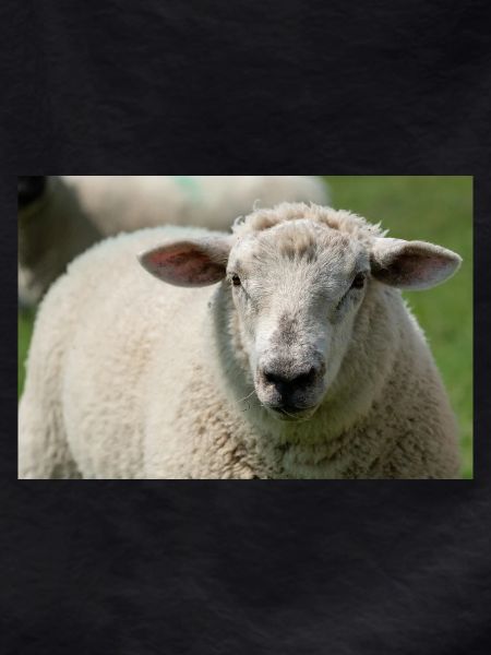 Close-up of a sheep