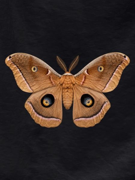 Polyphemus Moth Antheraea polyphemus