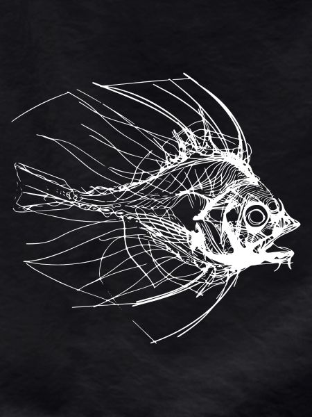Fish Sketch