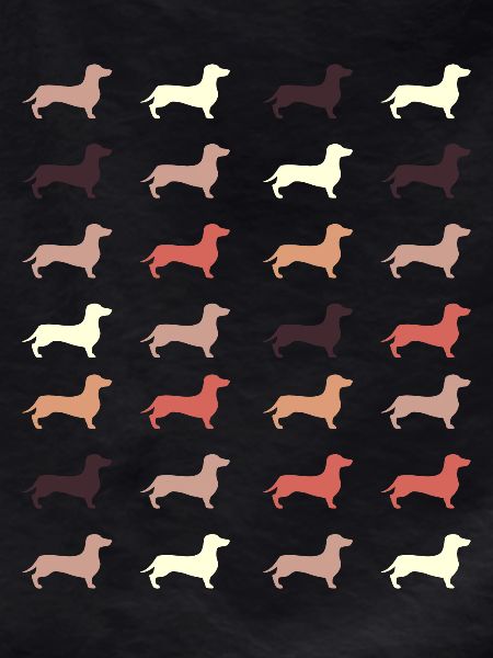 dachshund