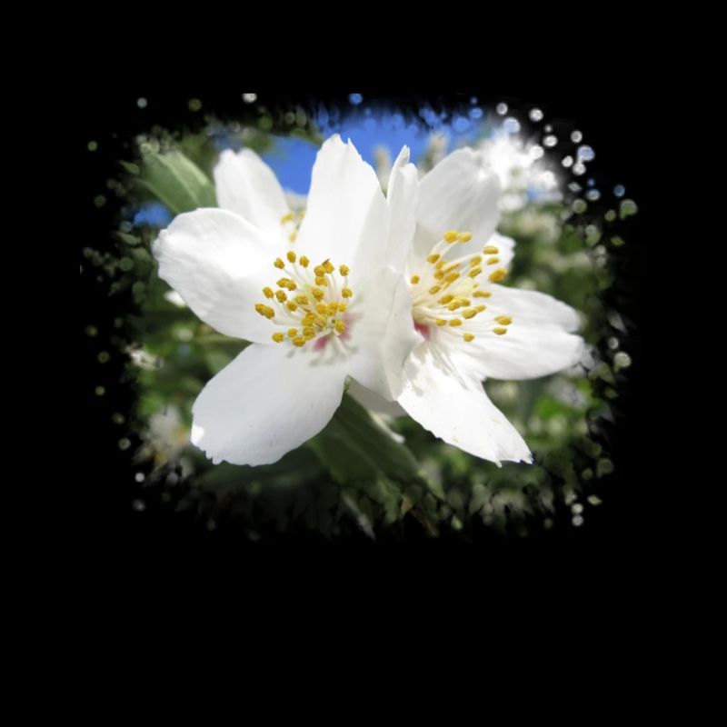 fleurs blanches, fleurs fleurs, fleurs en été, nature