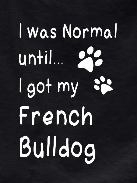 French bulldog