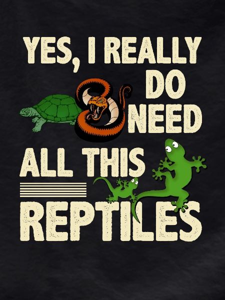 Gecko lizard