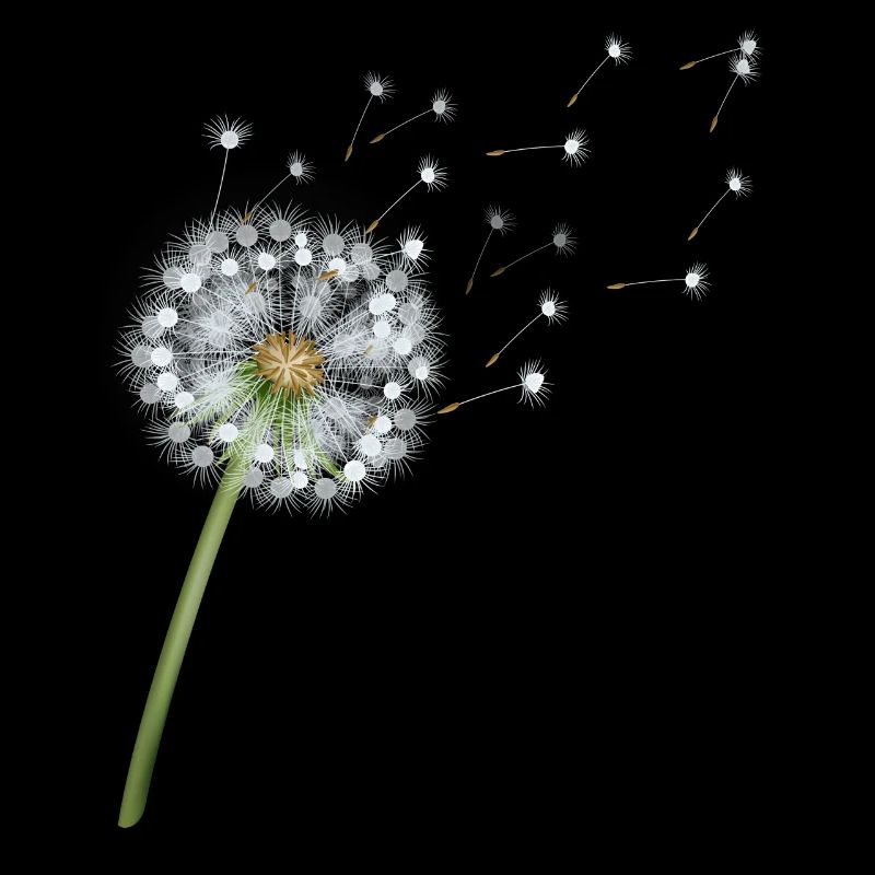 Löwenzahn Natur Gärtner Blumen Pusteblume Geschenk