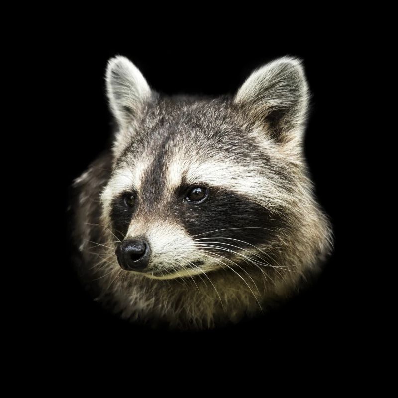 Cadeau de conception illustration écailles de raton laveur