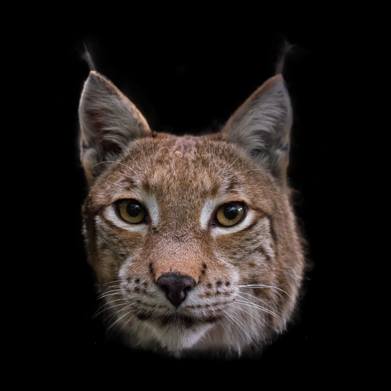 Cadeau de Lynx Design Lynx Wildcats
