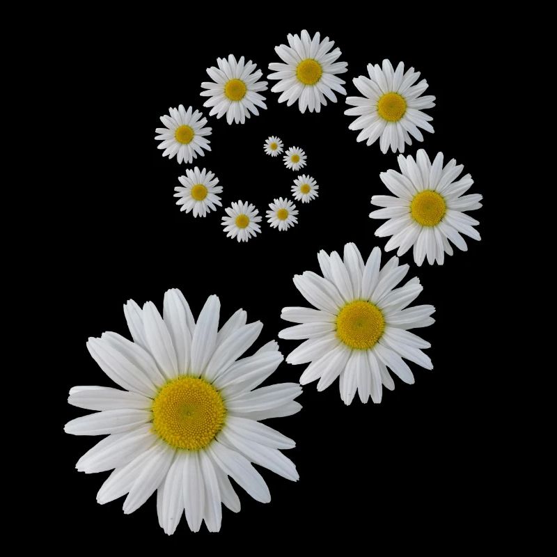 Marguerites fleur, fleur, floral, fleuron