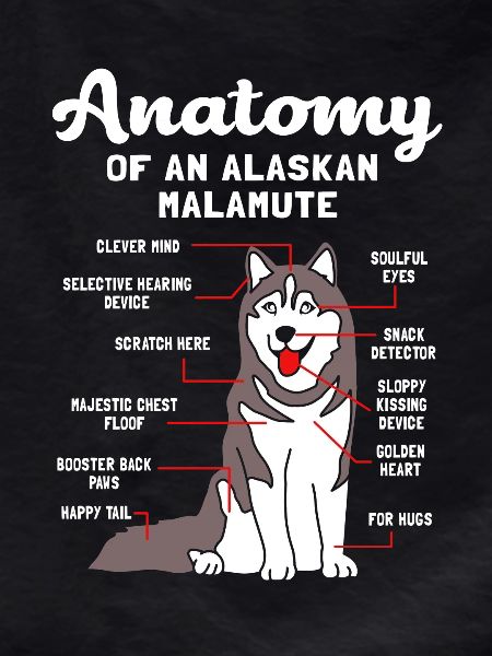 Malamute