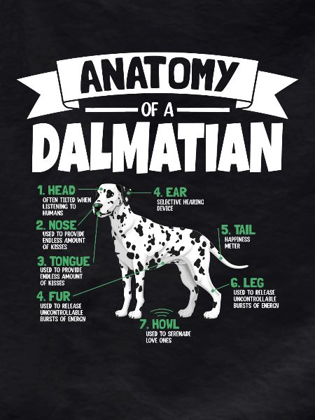 Anatomy of a Dalmatian