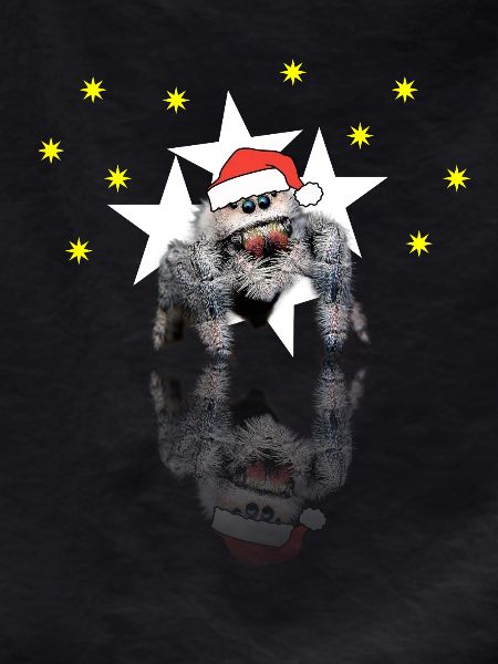Christmas Spider Jumping Spider