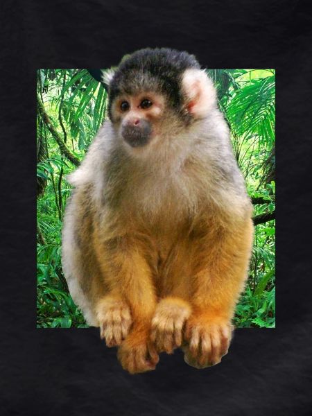 Skull monkey squirrel monkey