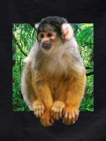 Squirrel monkey squirrel monkey