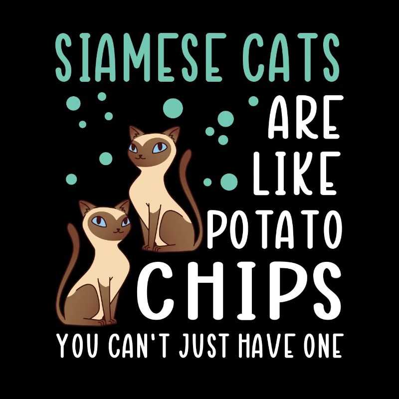 Siamois Cat Cats Propriétaire de chat