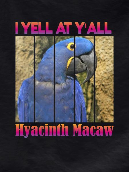 Hyacinthhara