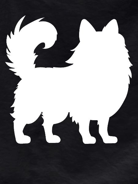 Pomeranian Zwergspitz