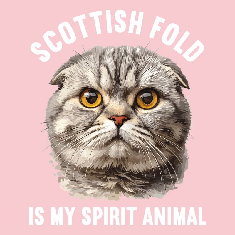 Scottish Fold Kitten Scottish Fold Cat