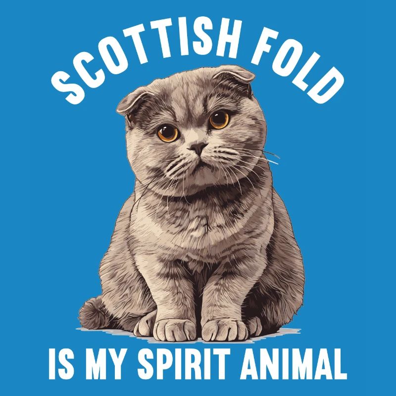 Scottish Fold Kitten Scottish Fold Cat