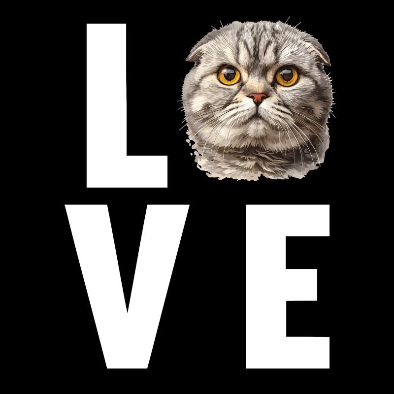 Scottish Fold Kitten Scottish Fold chat