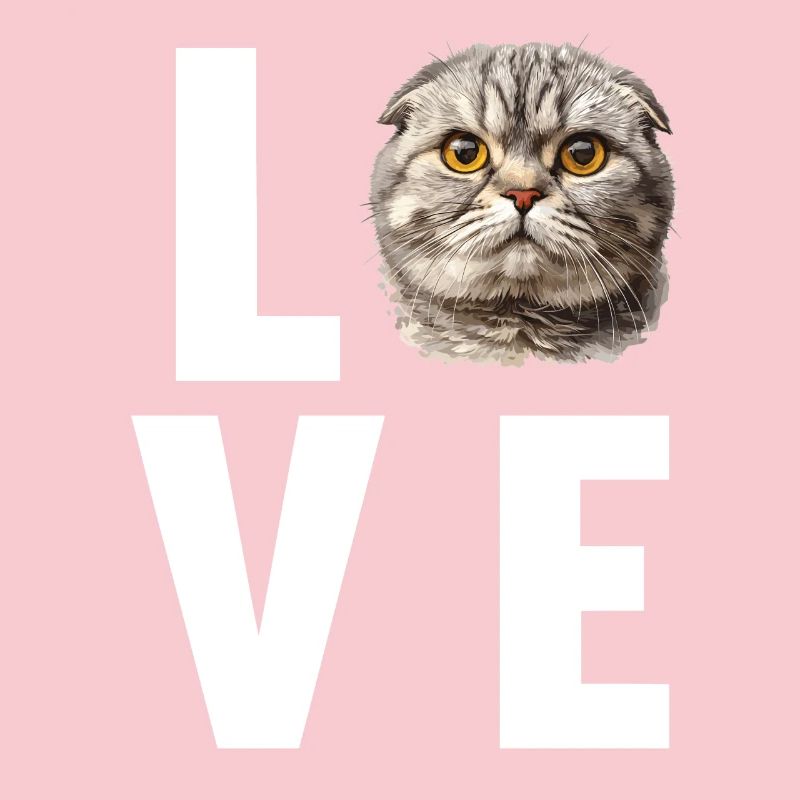 Scottish Fold Kitten Scottish Fold Cat