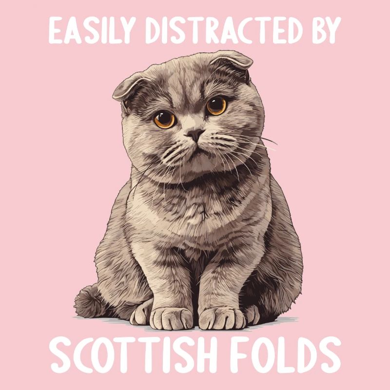 Scottish Fold Kitten Scottish Fold Cat