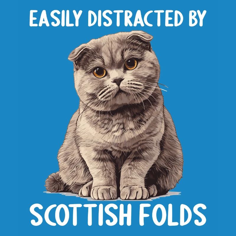 Scottish Fold Kitten Scottish Fold Cat