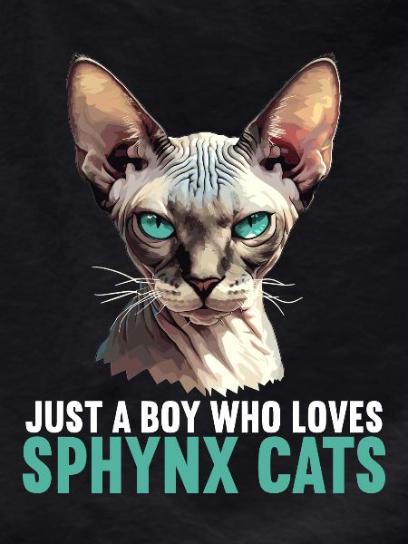 Sphynx Kitten Sphynx Cat