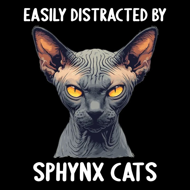 Chaton Sphynx Chat Sphynx