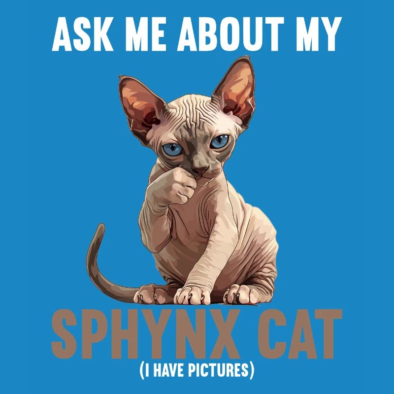 Chaton Sphynx Chat Sphynx