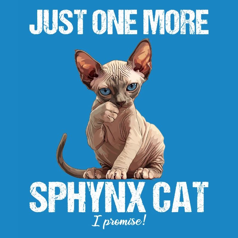 Chaton Sphynx Chat Sphynx