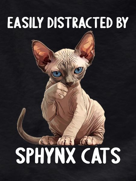 Sphynx Kitten Sphynx Cat