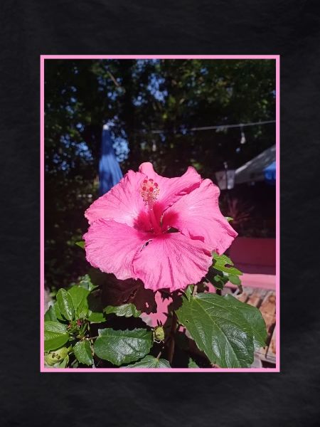 Photo Hibiscus