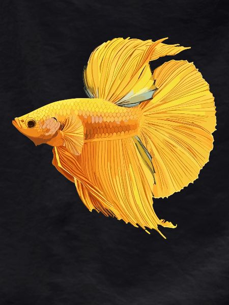 Bettas Betta Fish Betta