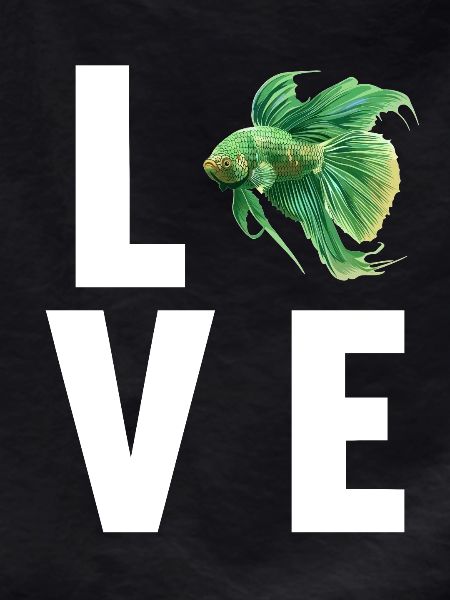 Bettas Betta Fish Betta
