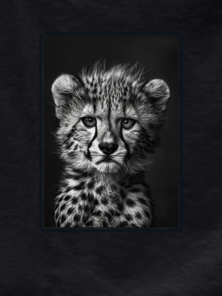 Cheetah Geparde Gepard