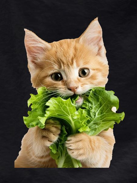 Chat