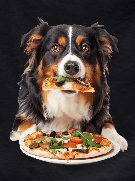 Australian Shepherd