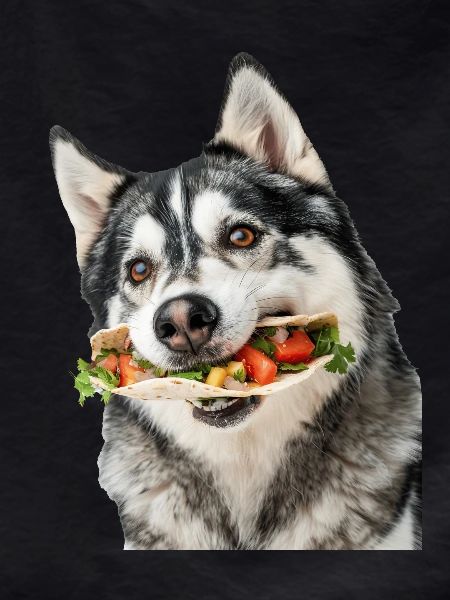 Alaskan Malamute