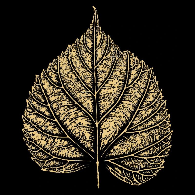 Feuille de tilleul / Feuille de tilleul 2