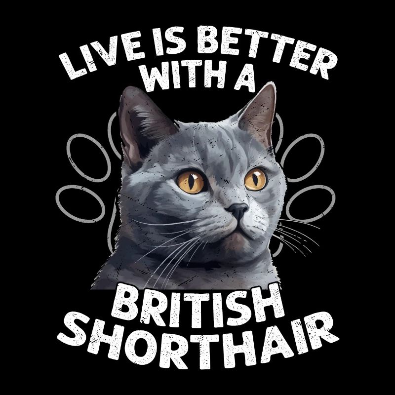Live Is Better With A British Shorthair Kitten Own