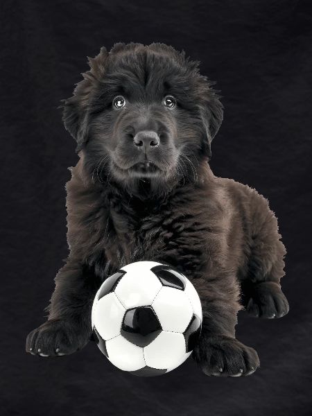 Newfoundland
