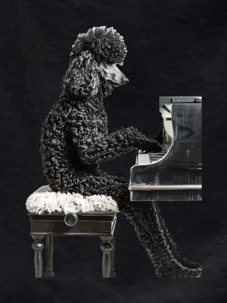 Poodle