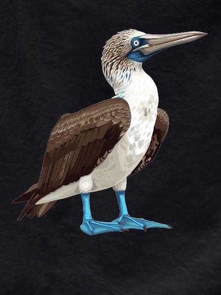 Blue-footed booby