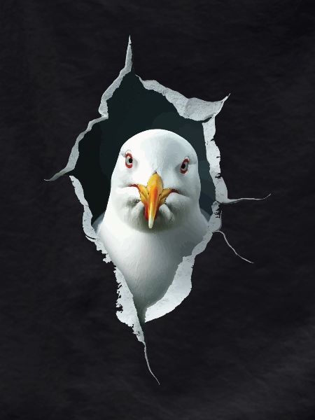 Möwe