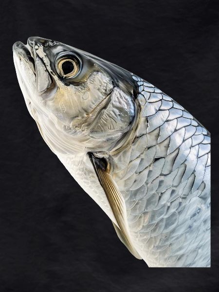Tarpon