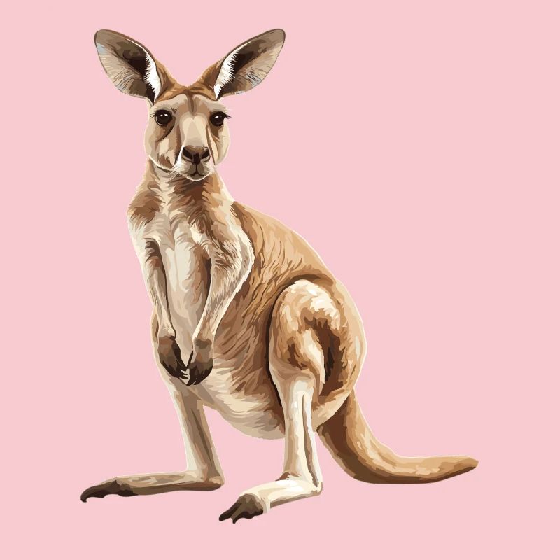 Kangaroos Kangaroo
