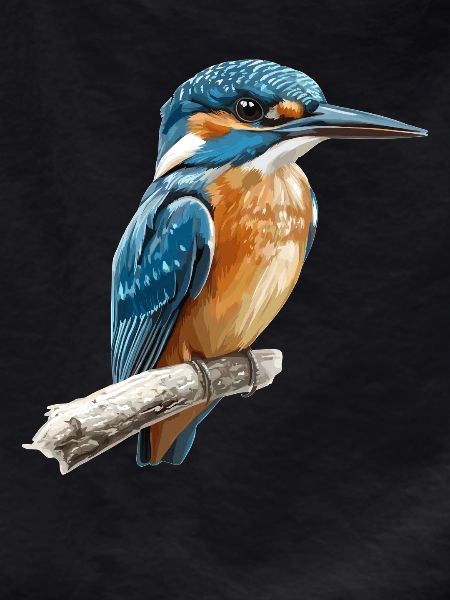 Kingfishers Kingfisher